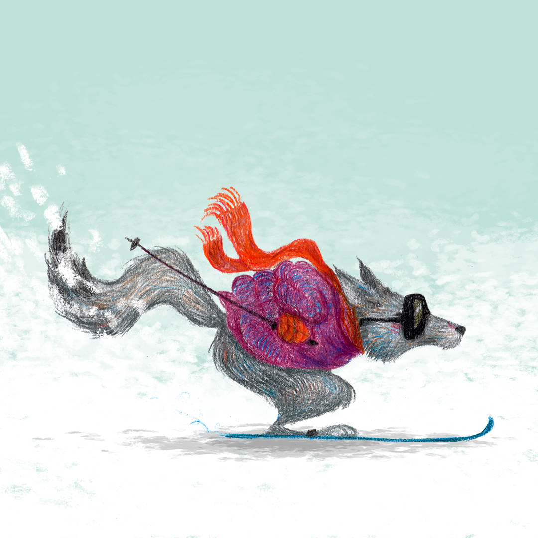 Wolf skiing in snow
